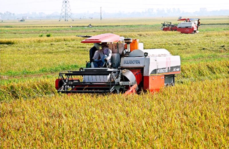 MARD proposes increase to rice reserves