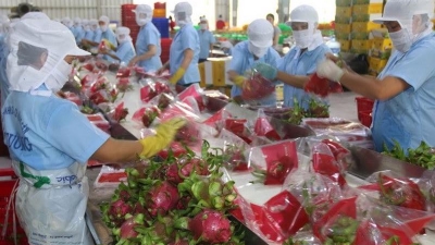 Dragon fruit exports to India and Pakistan given boost