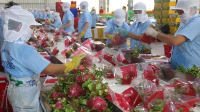 Dragon fruit exports to India and Pakistan given boost