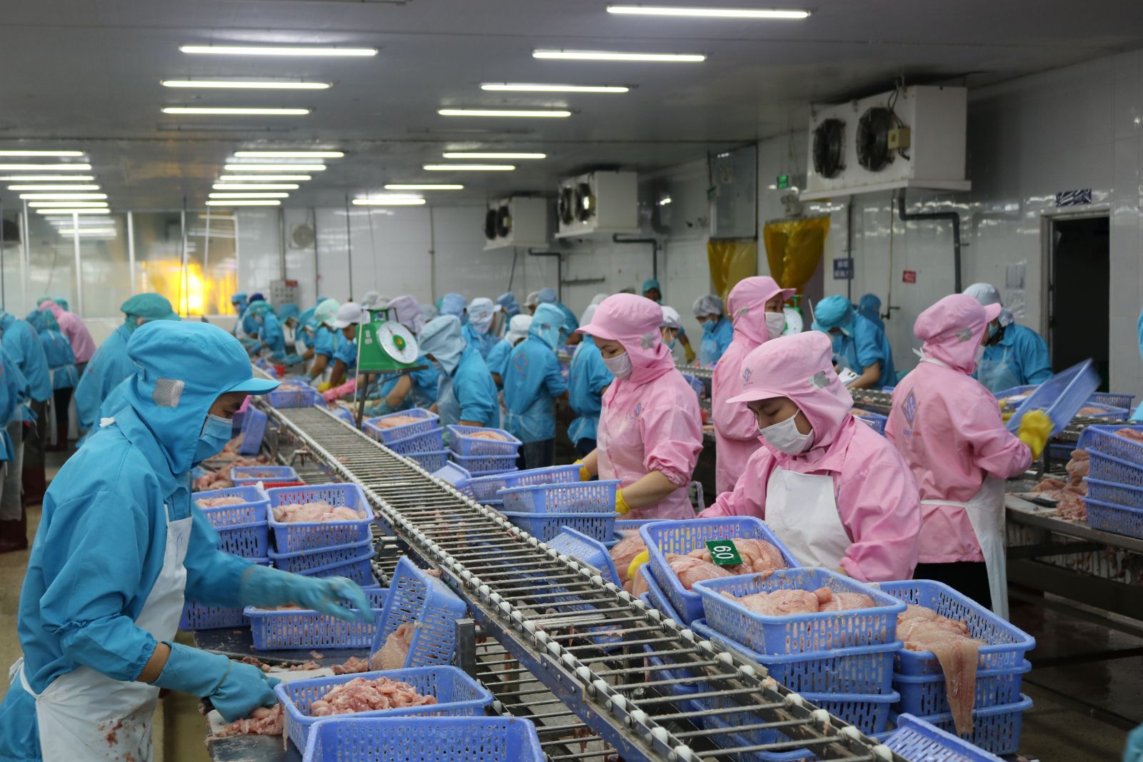 Sản lượng nửa cuối th&aacute;ng 7/2021 đ&atilde; giảm 15% đến 20% so với nửa đầu th&aacute;ng, khiến cho kim ngạch xuất thủy sản cả th&aacute;ng giảm khoảng 4% so với c&ugrave;ng kỳ năm ngo&aacute;i.