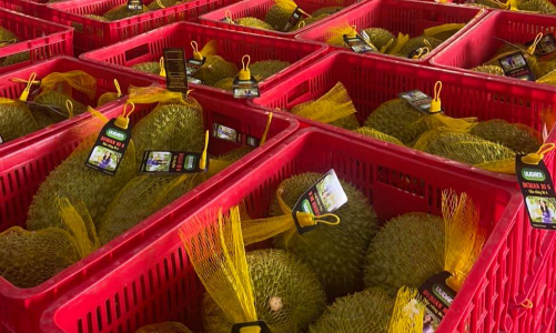 Doanh nghiệp Việt “cháy hàng” sầu riêng dù tàu biển còn chưa cập bến Australia