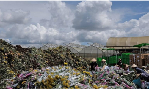 Không có người mua, nhiều nhà vườn Đà Lạt phải cắt bỏ hoa