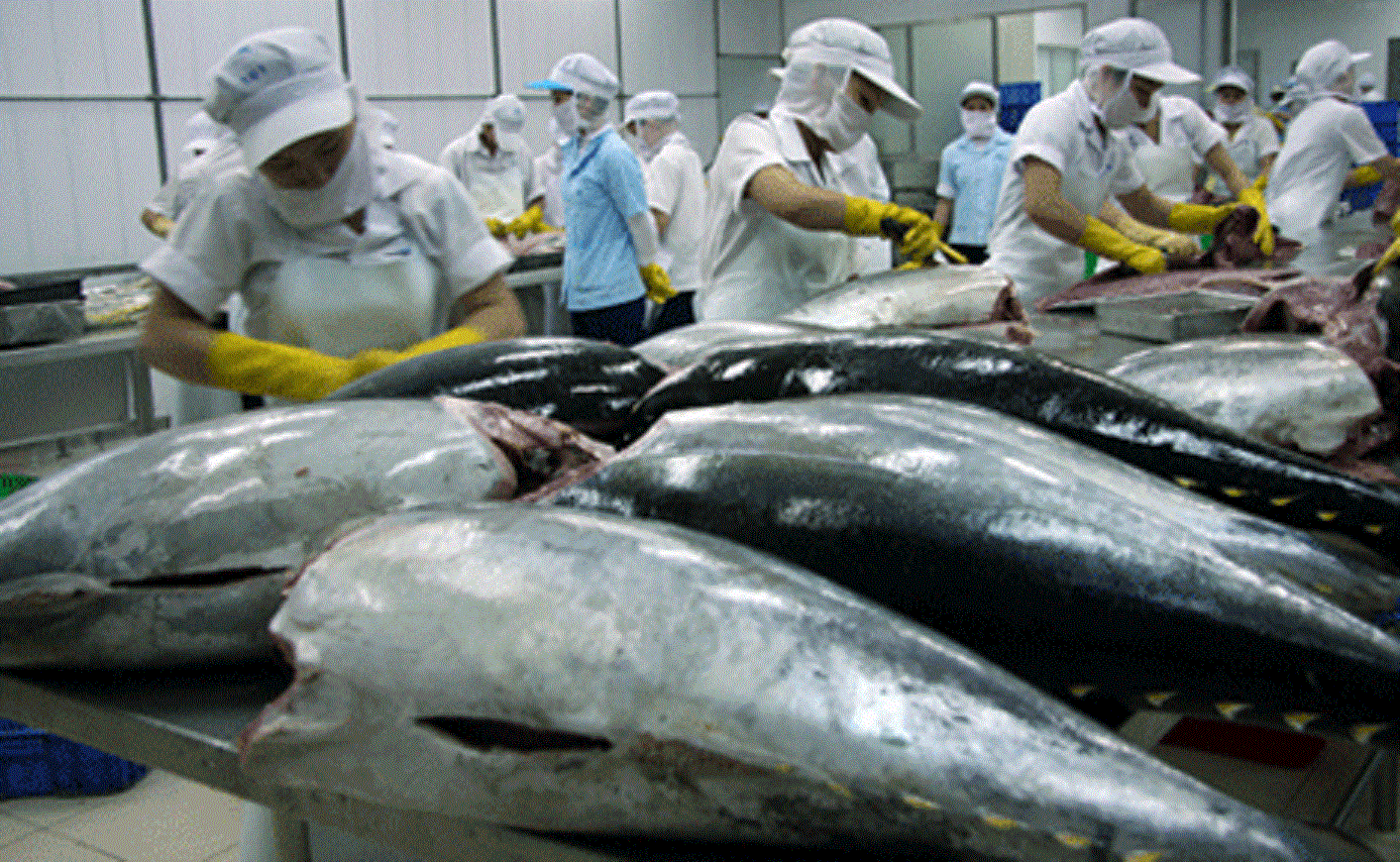EC 'red card' would damage seafood sector