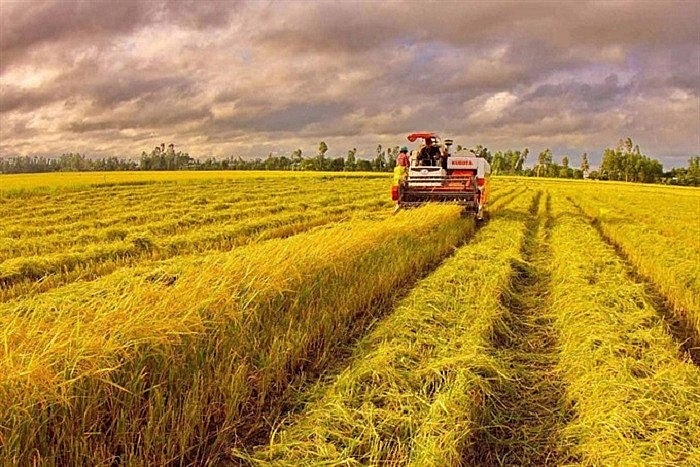 Giá lúa gạo nội địa khu vực đồng bằng sông Cửu Long giảm liên tục trong nhiều tuần qua.