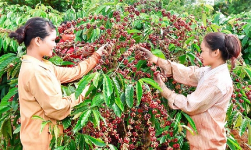 Nông sản Việt Nam 
