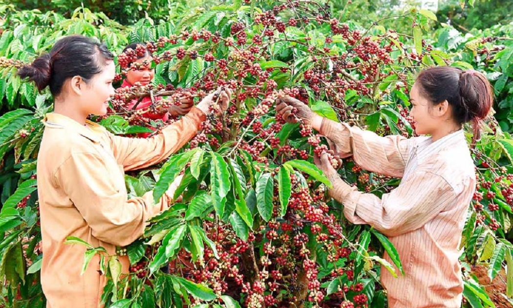 99% cà phê Việt xuất khẩu sang Nga là cà phê thô.