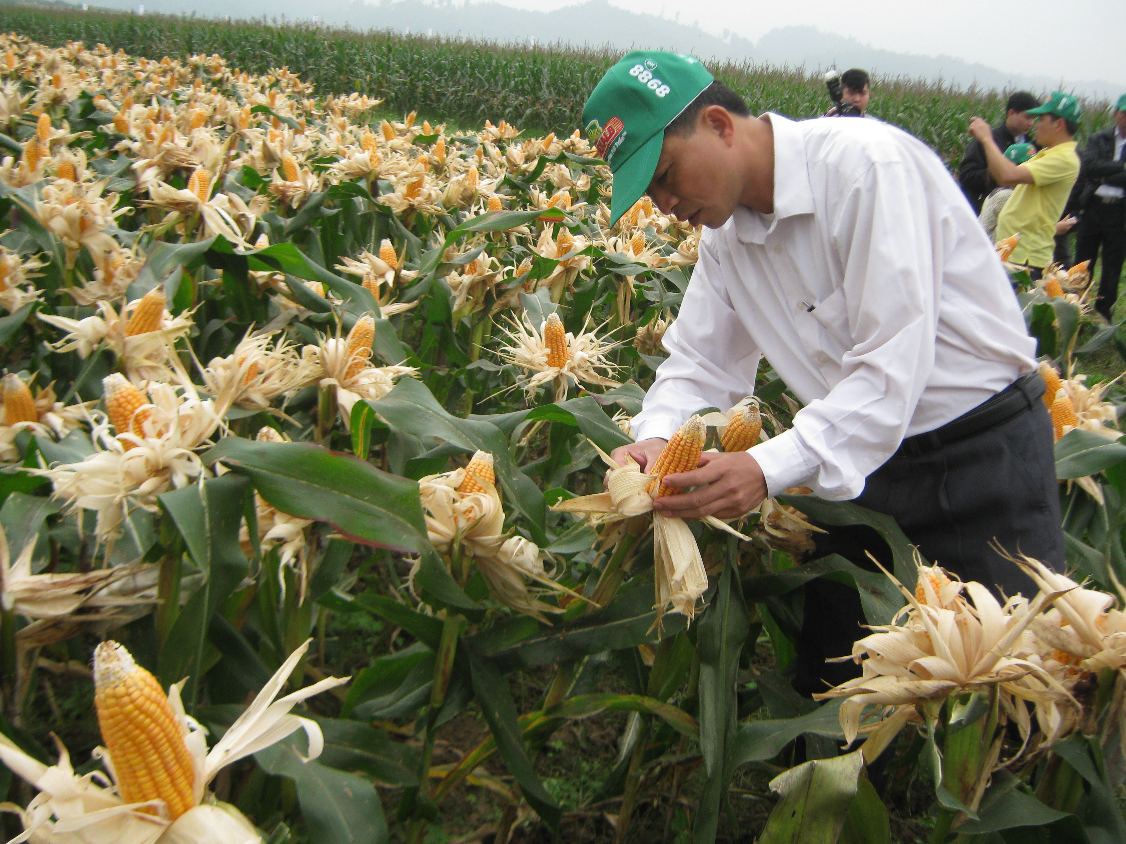 Trồng ngô đang thuận lợi nhờ giá bán cao.