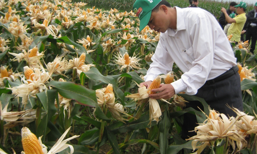 Trồng ngô đang thuận lợi nhờ giá bán cao.