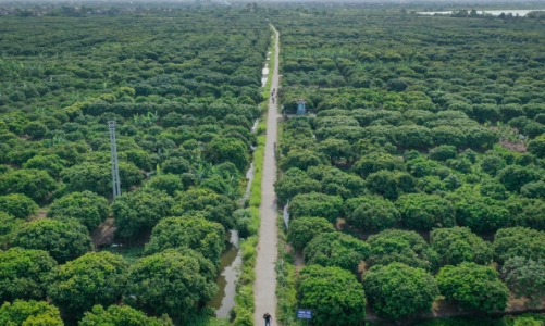 Hải Dương quy hoạch huyện Thanh Hà thành vùng du lịch sinh thái vải thiều nổi tiếng