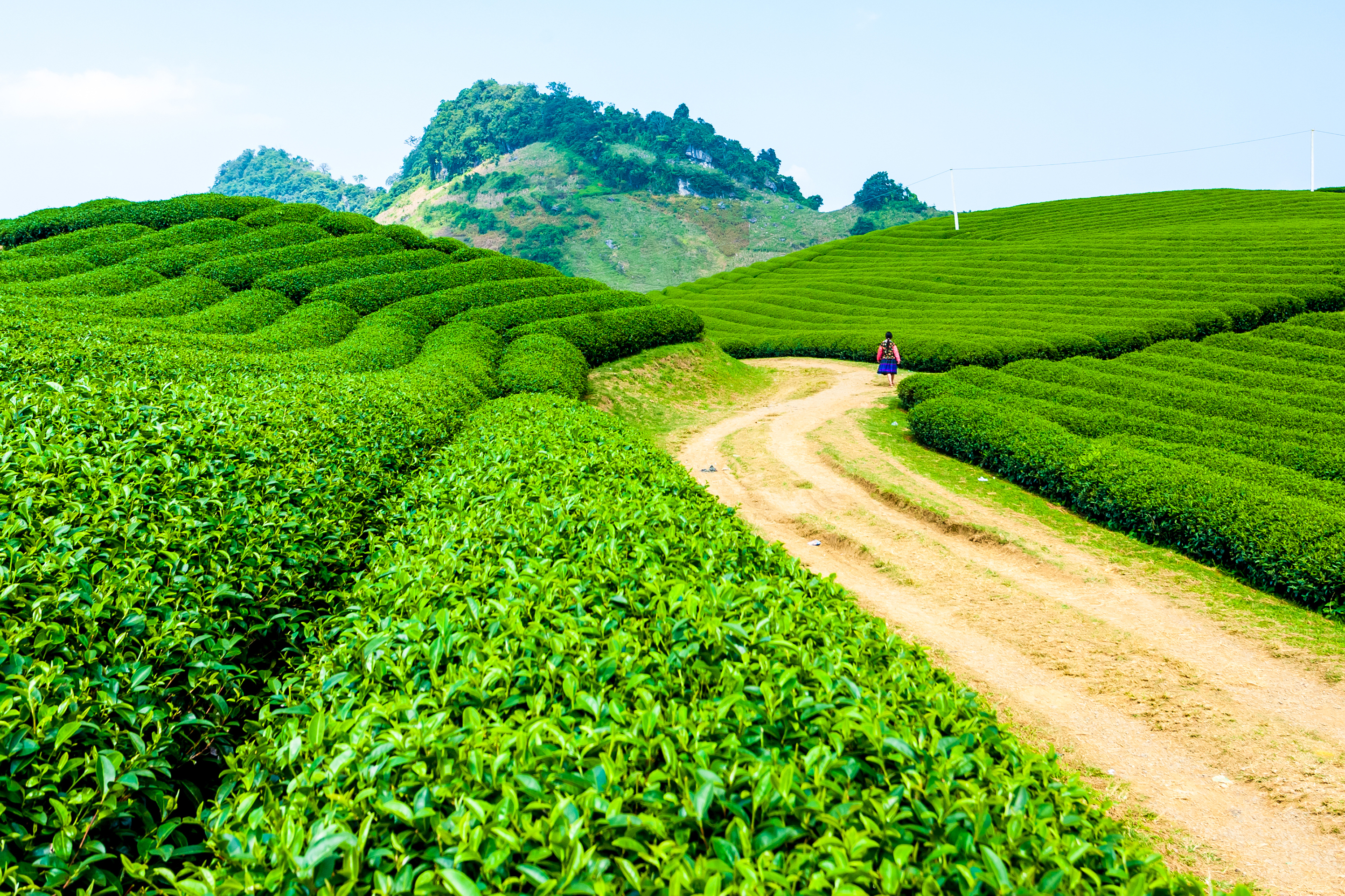 TH true TEA sử dụng trà nguyên liệu được trồng ở các vùng chè cao nguyên nổi tiếng Việt Nam như Mộc Châu (Sơn La), Hà Giang.
