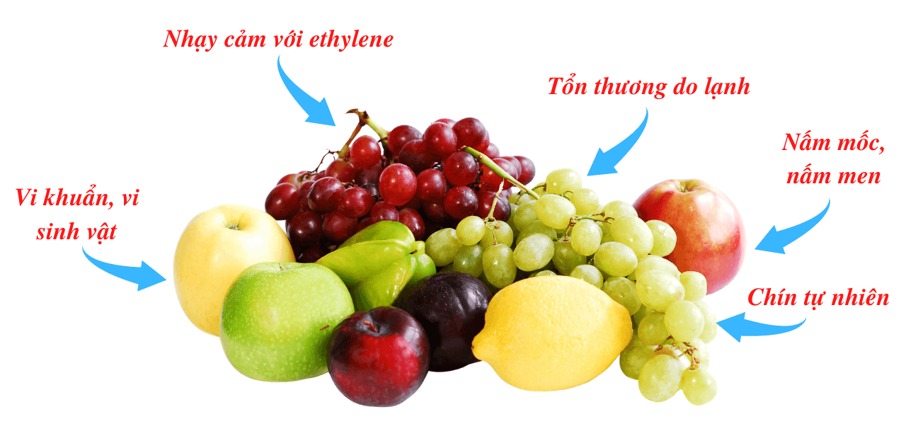 Những yếu tố có thể ảnh hưởng đến chất lượng nông sản trong quá trình vận chuyển, lưu trữ.