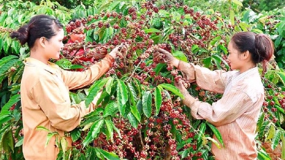 Vietnamese agriculture products losing out in Russia