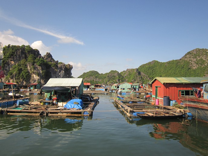 Các hộ dân nuôi trồng thủy sản tại Cái Bèo.
