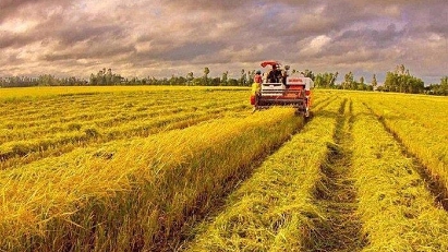 Sea transport may resolve rice bottlenecks