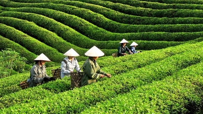 Markets for Vietnamese tea remain limited