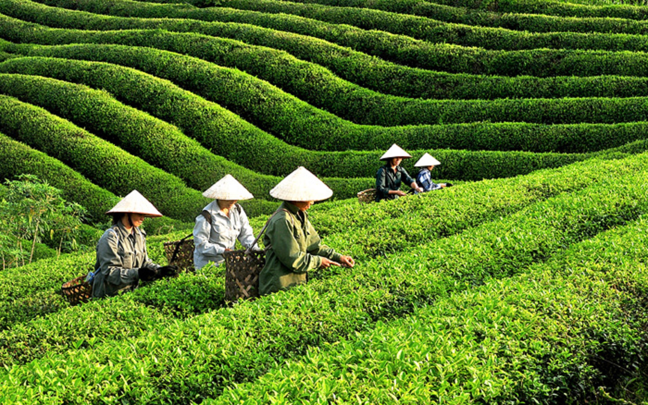 Cần chuẩn hóa quy trình canh tác, chế biến chè.
