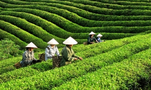 Vì sao xuất khẩu chè vẫn 