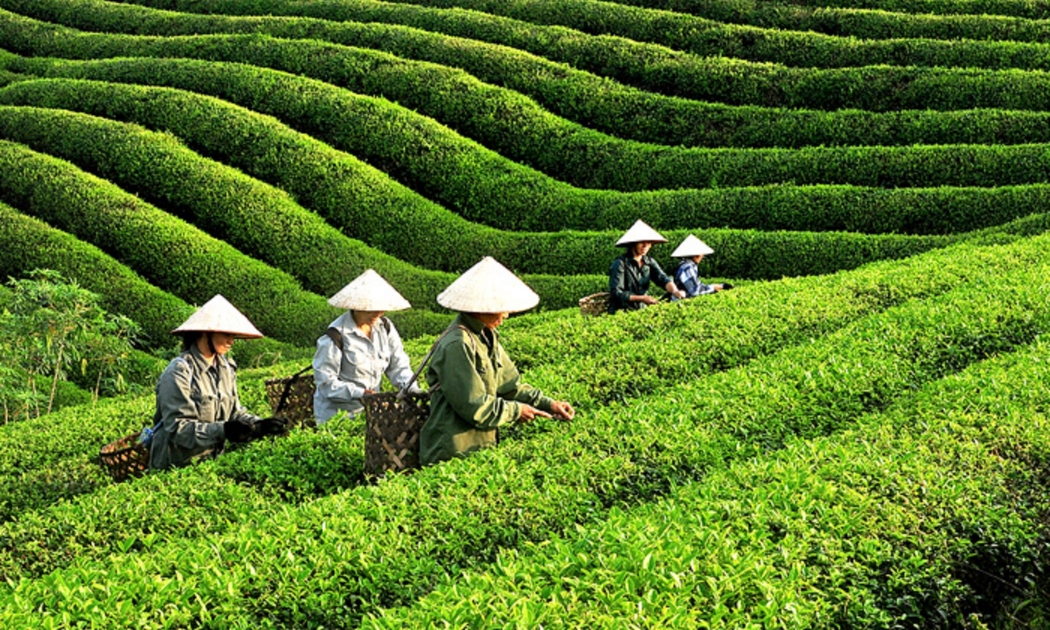 Cần chuẩn hóa quy trình canh tác, chế biến chè.