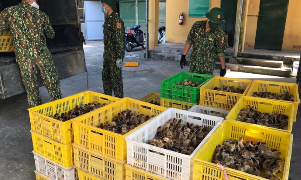 Tình trạng buôn bán, vận chuyển trái phép gia cầm có chiều hướng gia tăng.
