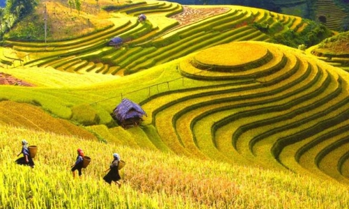 Tổ chức trực tuyến chương trình “Qua những miền di sản ruộng bậc thang