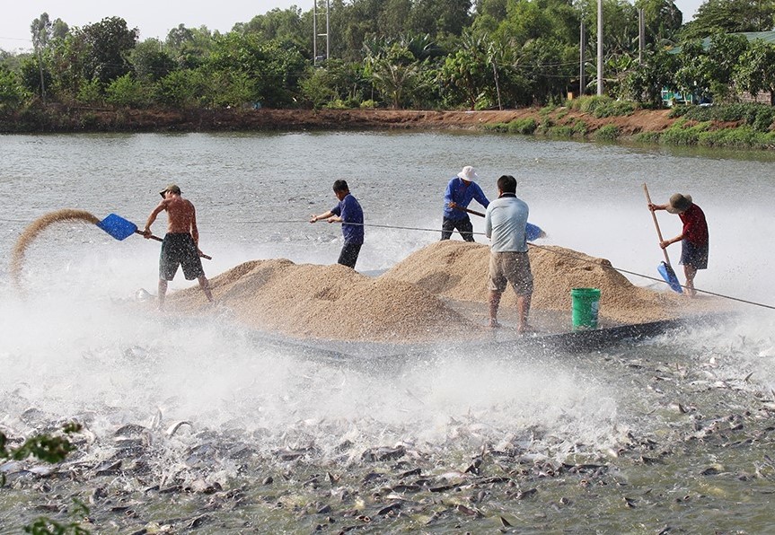Cho c&aacute; tra nu&ocirc;i hầm ăn.&nbsp;