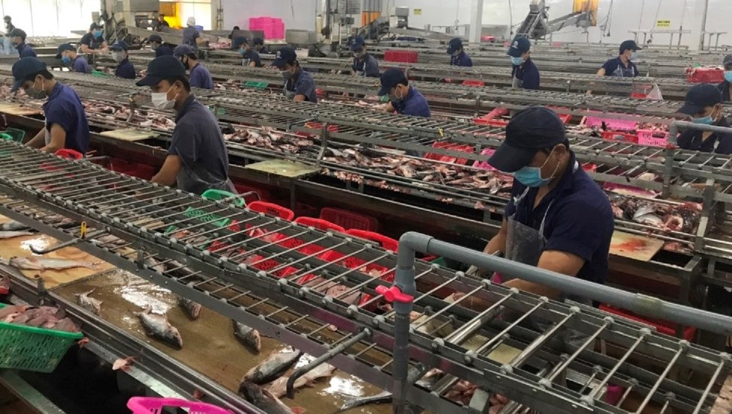 Lượng công nhân làm việc tại nhà máy chế biến được duy trì ở mức 35-45%. 