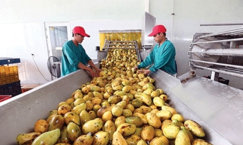 Chông chênh mục tiêu xuất khẩu cuối năm