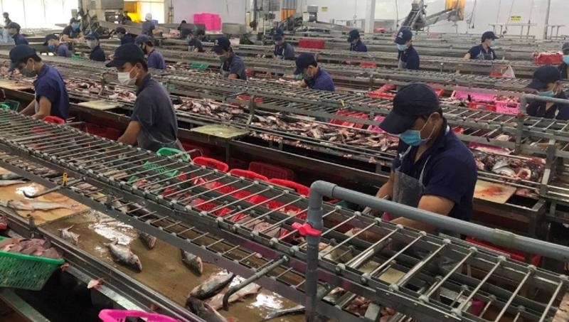 Pangasius industry struggling amid pandemic