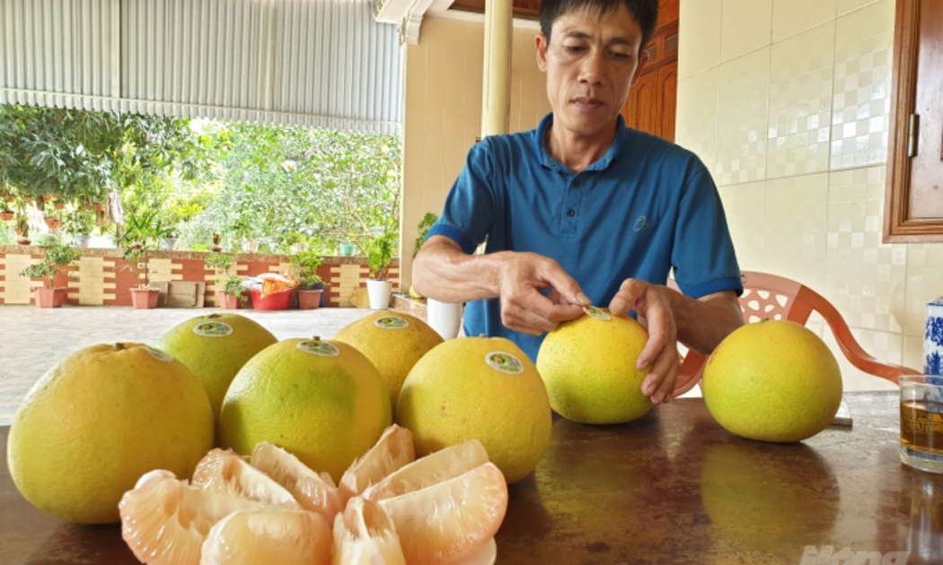 Bưởi Phúc Trạch (tỉnh Hà Tĩnh) được bảo hộ chỉ dẫn địa lý tại EU
