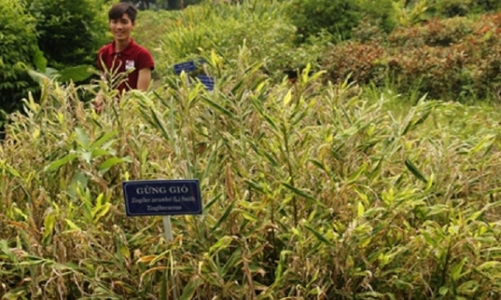 Cần “người gác cổng” cho thuốc, thực phẩm chức năng nguồn gốc thiên nhiên