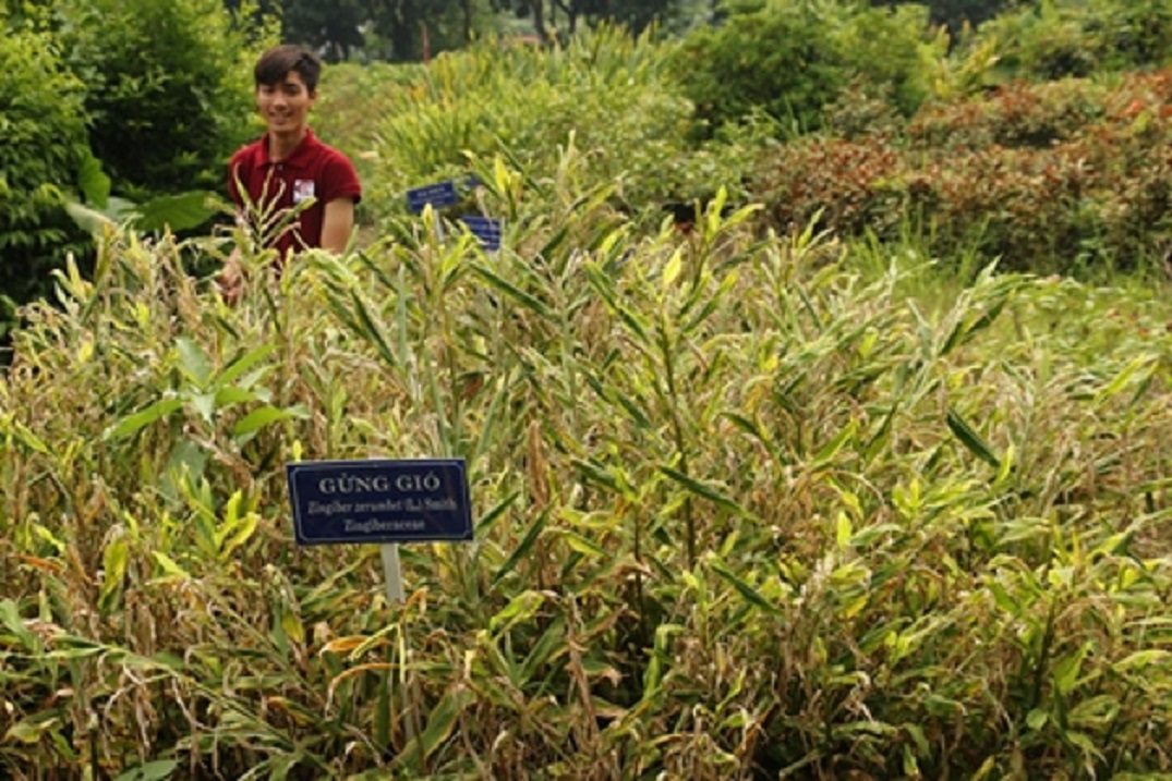 Nhiều doanh nghiệp đẩy mạnh sản xuất thuốc và thực phẩm chức năng có nguồn gốc từ thiên nhiên.