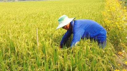 Banks to support rice industry in Mekong Delta