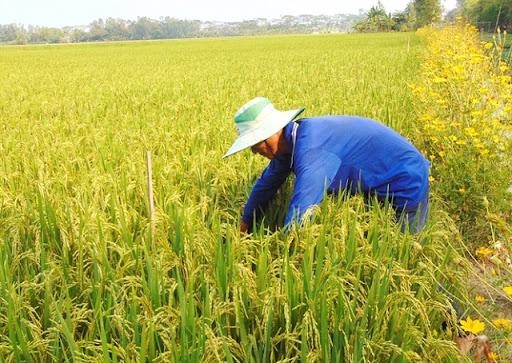 Banks to support rice industry in Mekong Delta
