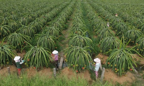 Mã số vùng trồng: 