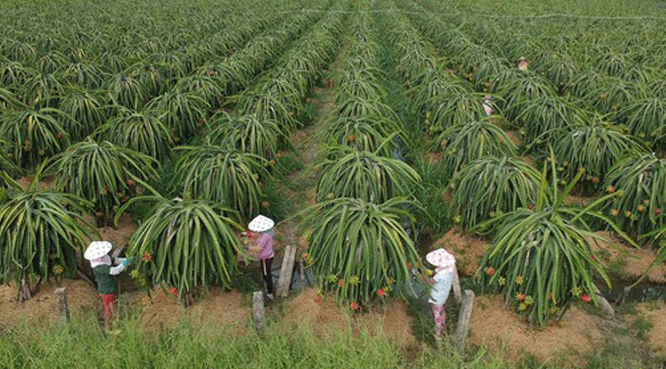 Mã số vùng trồng giúp nông sản rộng đường xuất khẩu.