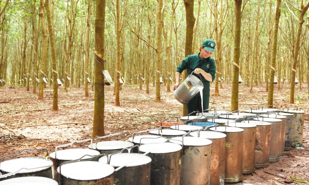 Sản xuât cao su gặp nhiều khó khăn