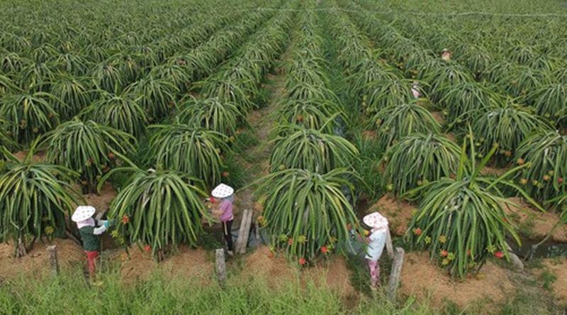 Agriculture area codes helping to expand exports