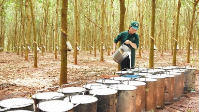 Rubber exports hit by quarantining