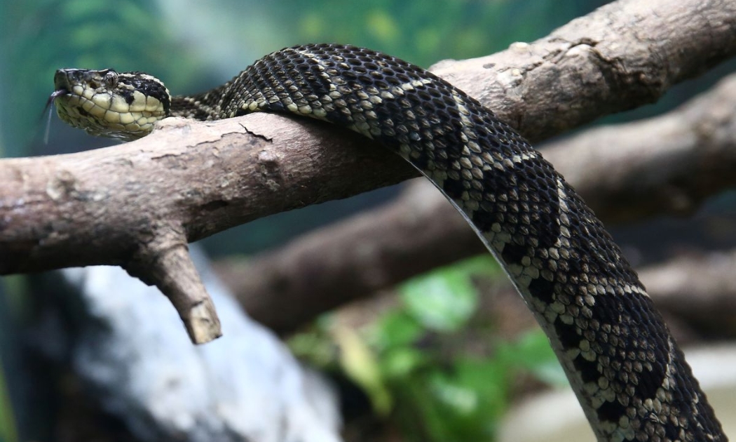 Rắn Jararacussu là một trong những loài rắn lớn nhất ở Brazil, có chiều dài lên tới 2 mét - Ảnh: Reuters.