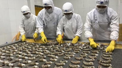 Shrimp industry in need of support