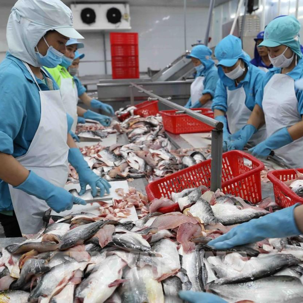 C&aacute;c doanh nghiệp c&aacute; tra cho rằng, kh&oacute; khăn lớn nhất của c&aacute;c nh&agrave; m&aacute;y chế biến l&agrave; thực hiện 