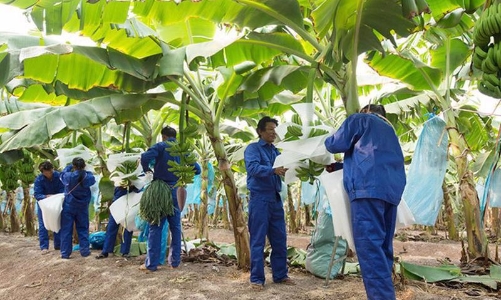 Sau soát xét, HNG đang ghi nhận lỗ luỹ kế hơn 2.428 tỷ đồng