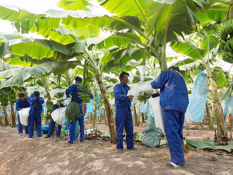 HNG dự kiến sản lượng trái cây thu hoạch quý 3/2021 đạt 24.586 tấn, tăng lên 40% so với quý 2/2021 (17.562 tấn) - trong đó, chuối 22.453 tấn.