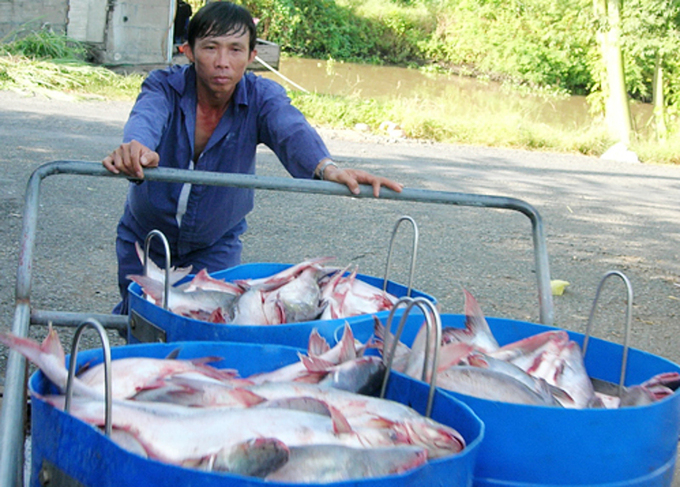 Cá tra quá lứa, nhưng doanh nghiệp không thể đến thu mua.