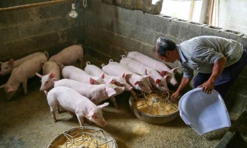 Giá thịt lợn giảm sâu, doanh nghiệp chăn nuôi Trung Quốc nợ chồng chất