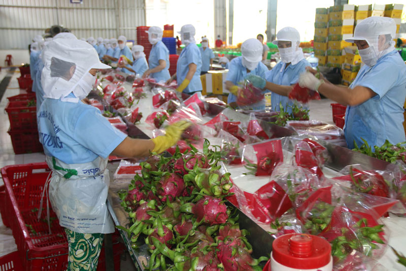 Xuất khẩu thanh long suy giảm do Trung Quốc ngừng nhập tại một số cửa khẩu.