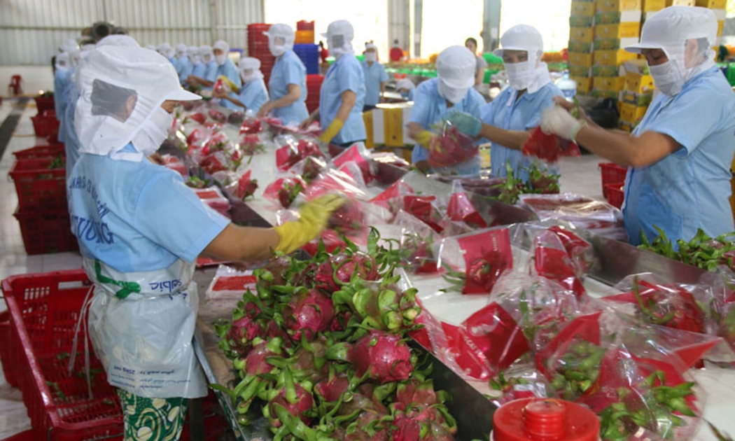 Xuất khẩu thanh long suy giảm do Trung Quốc ngừng nhập tại một số cửa khẩu.