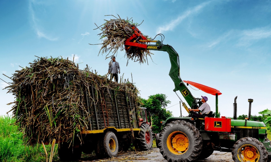 Trong niên vụ 2021-2022, Hiệp hội Mía đường Việt Nam dự kiến diện tích trồng mía sẽ tăng khoảng 10 - 20% so với cùng kỳ và việc mở rộng có thể tiếp tục diễn ra trong những năm tiếp theo do nông dân thu được lợi nhuận từ vụ mía.