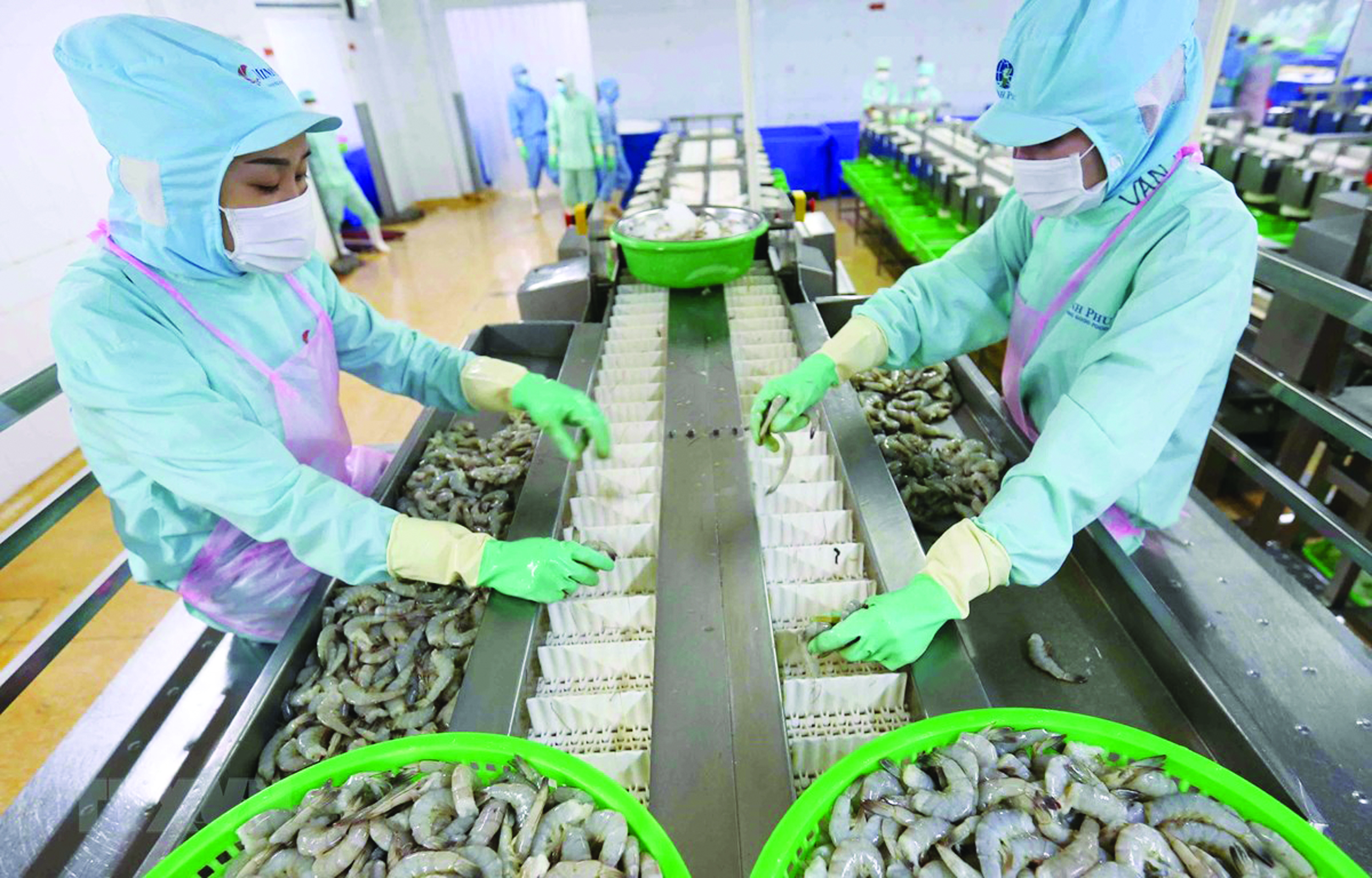 Dự báo 3 tháng tới nguyên liệu tôm sẽ thiếu trầm trọng, doanh nghiệp không thể đáp ứng đơn hàng cho đối tác nước ngoài những tháng cuối năm.
