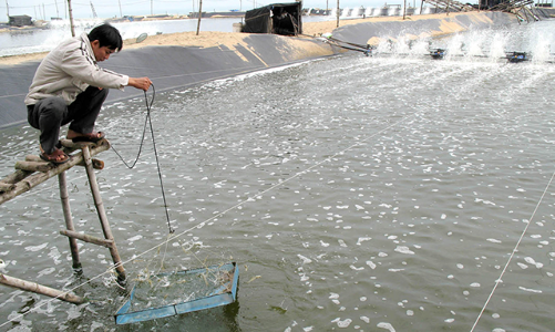 Tắc lưu thông nội địa, kẹt tại cửa khẩu tạo sức ép lớn lên doanh nghiệp